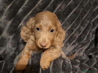 Miniature Dachshund dogs Miniature Dachshund READY NOW REDUCED x - Advert 11