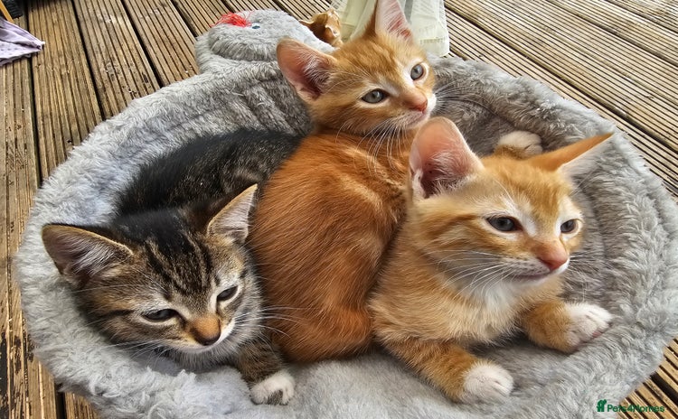 Bengal cats - Advert 4