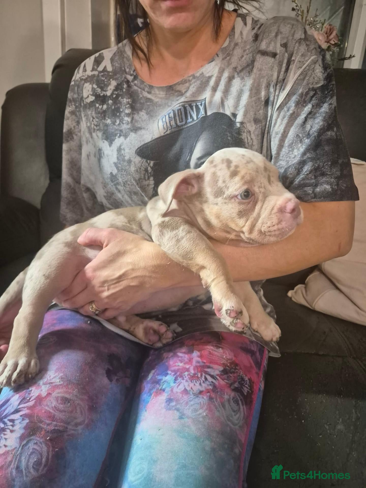 American Bully dogs American pocket bullies  ready to leave - Advert 2