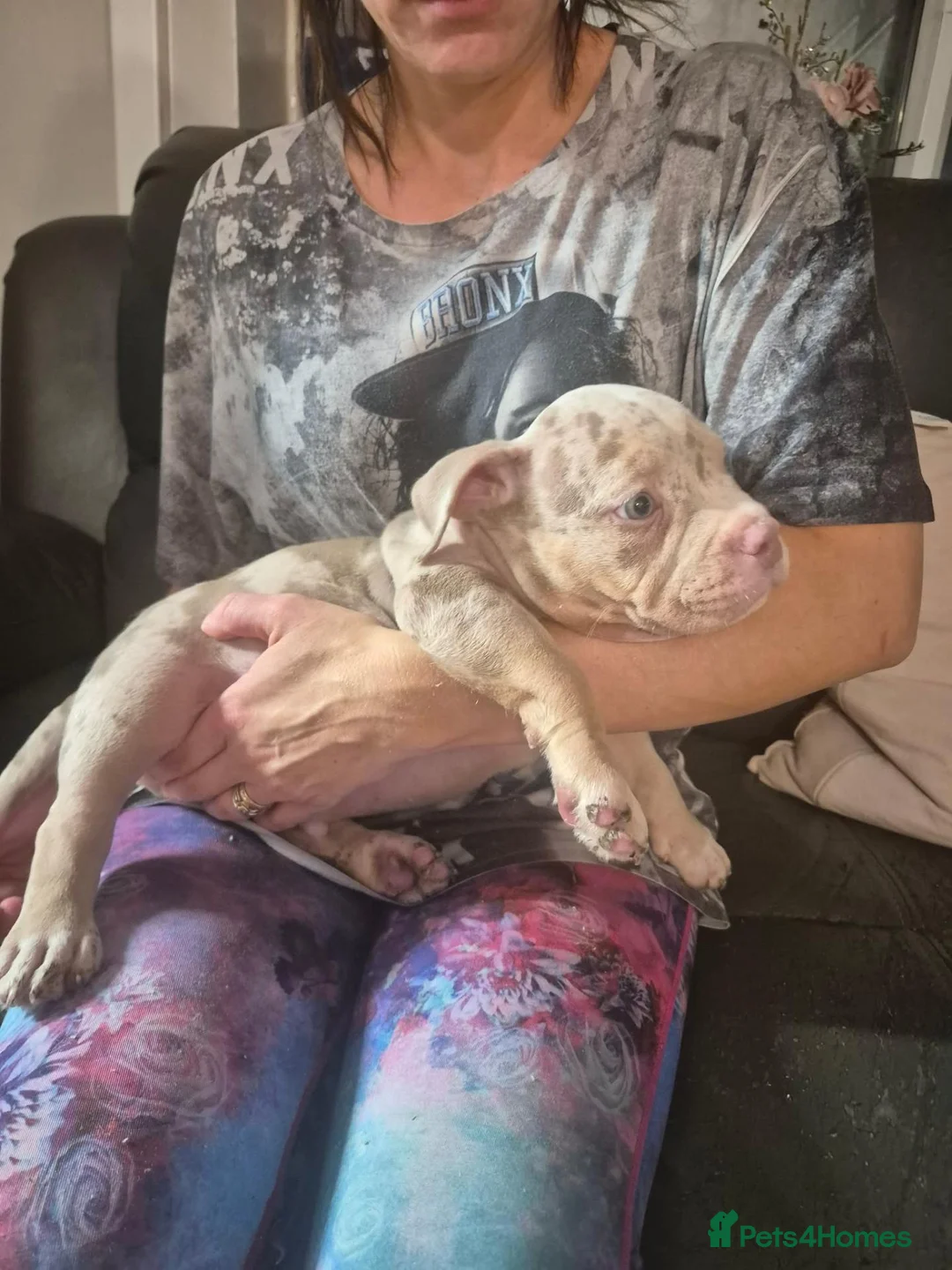 American Bully dogs for sale: American pocket bullies abkc  cowboy /mclovin line - Advert 2