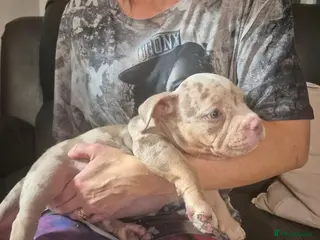 American Bully dogs American pocket bullies abkc cowboy /mclovin line - Advert 2