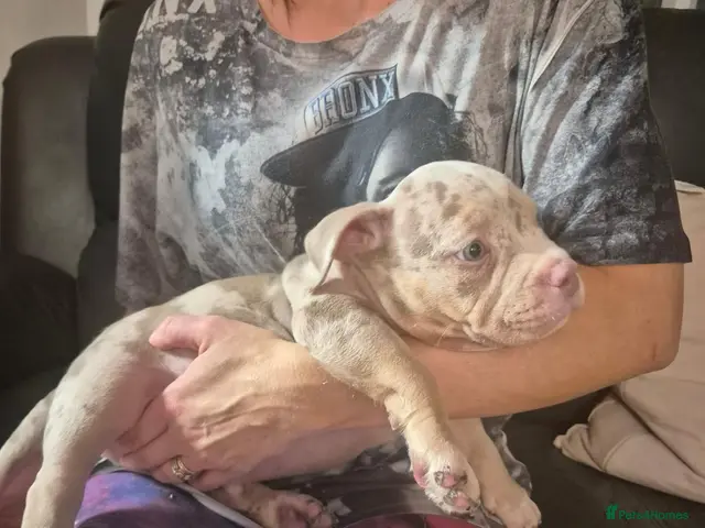 American Bully dogs for sale: American pocket bullies abkc cowboy /mclovin line - Advert 2