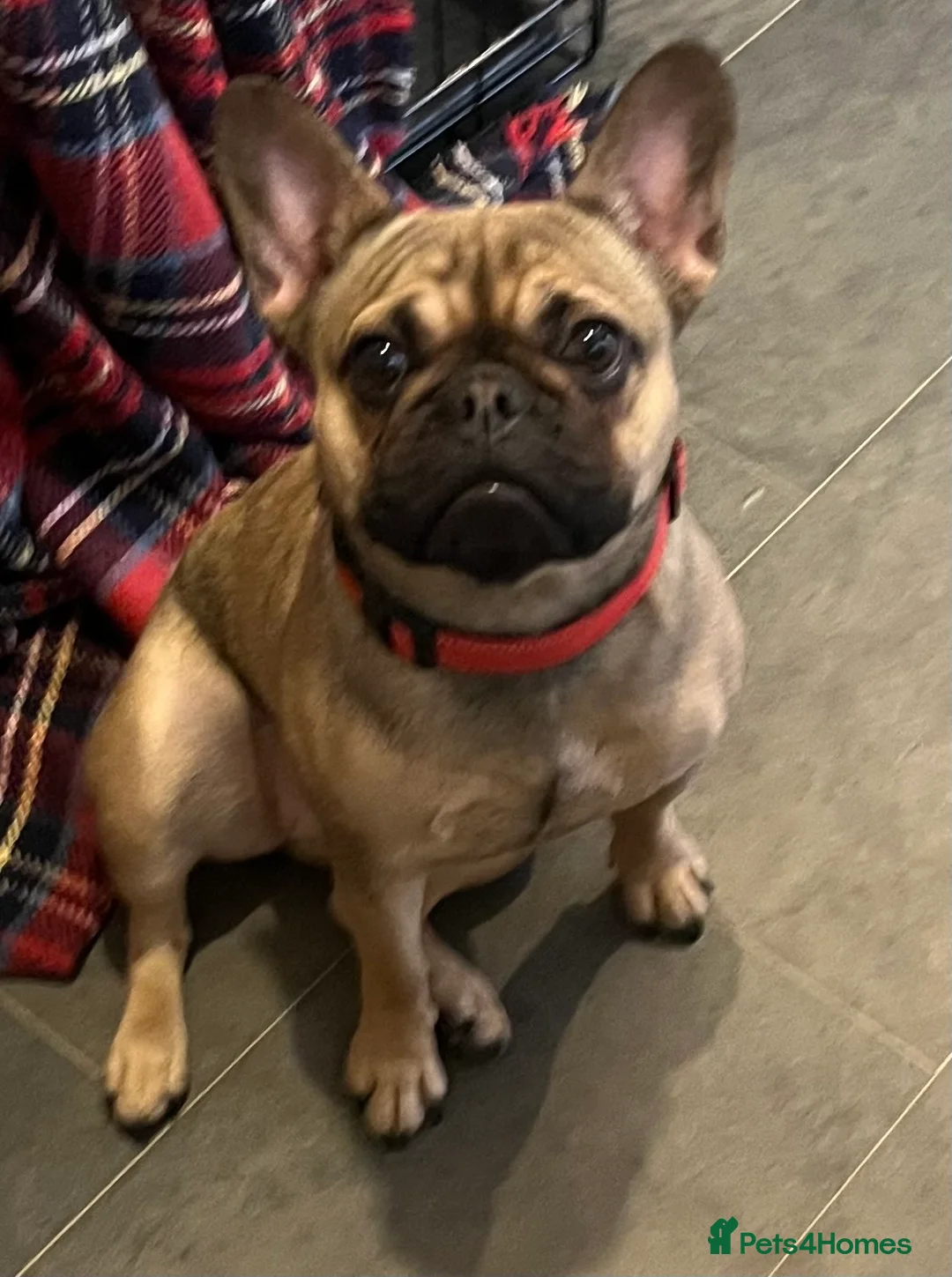 French Bulldog dogs for sale: Beautiful female frenchie - Advert 7