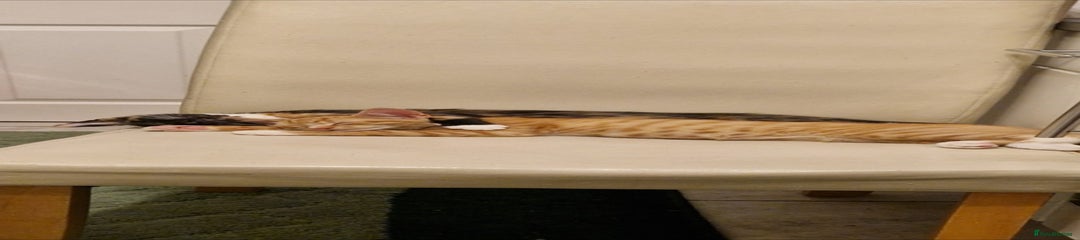 Mixed Breed Kitten 3