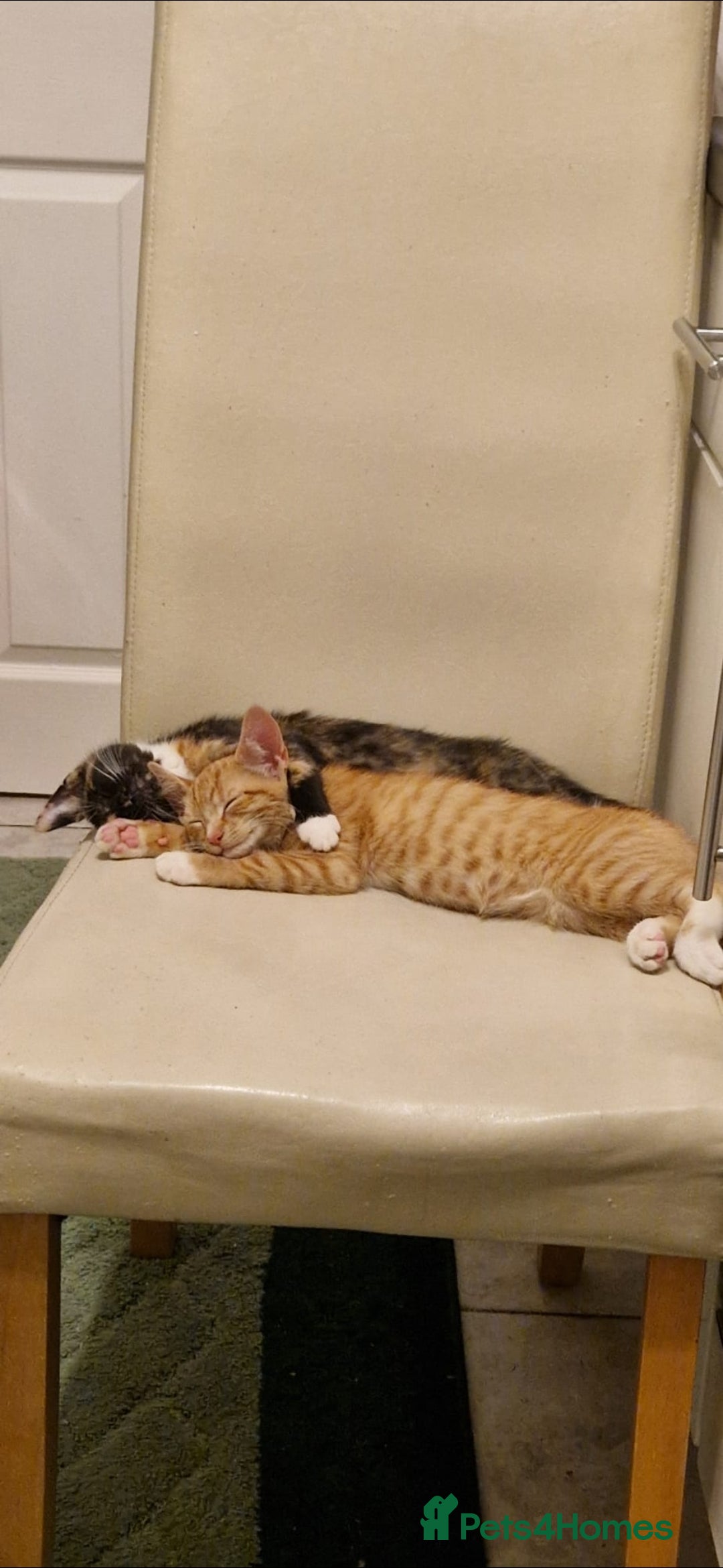 Mixed Breed cats for sale: 4 little kittens ( 3 ginger males+1 calico girl) - Image 1