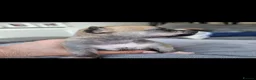 Chihuahua dogs for sale: Chihuahua Puppies - Advert 9