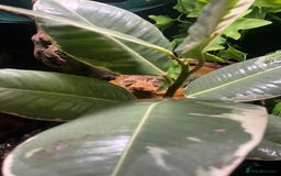 Gecko reptiles for sale: 2 crested geckos & 2 gargoyle geckos with setups - Image 12