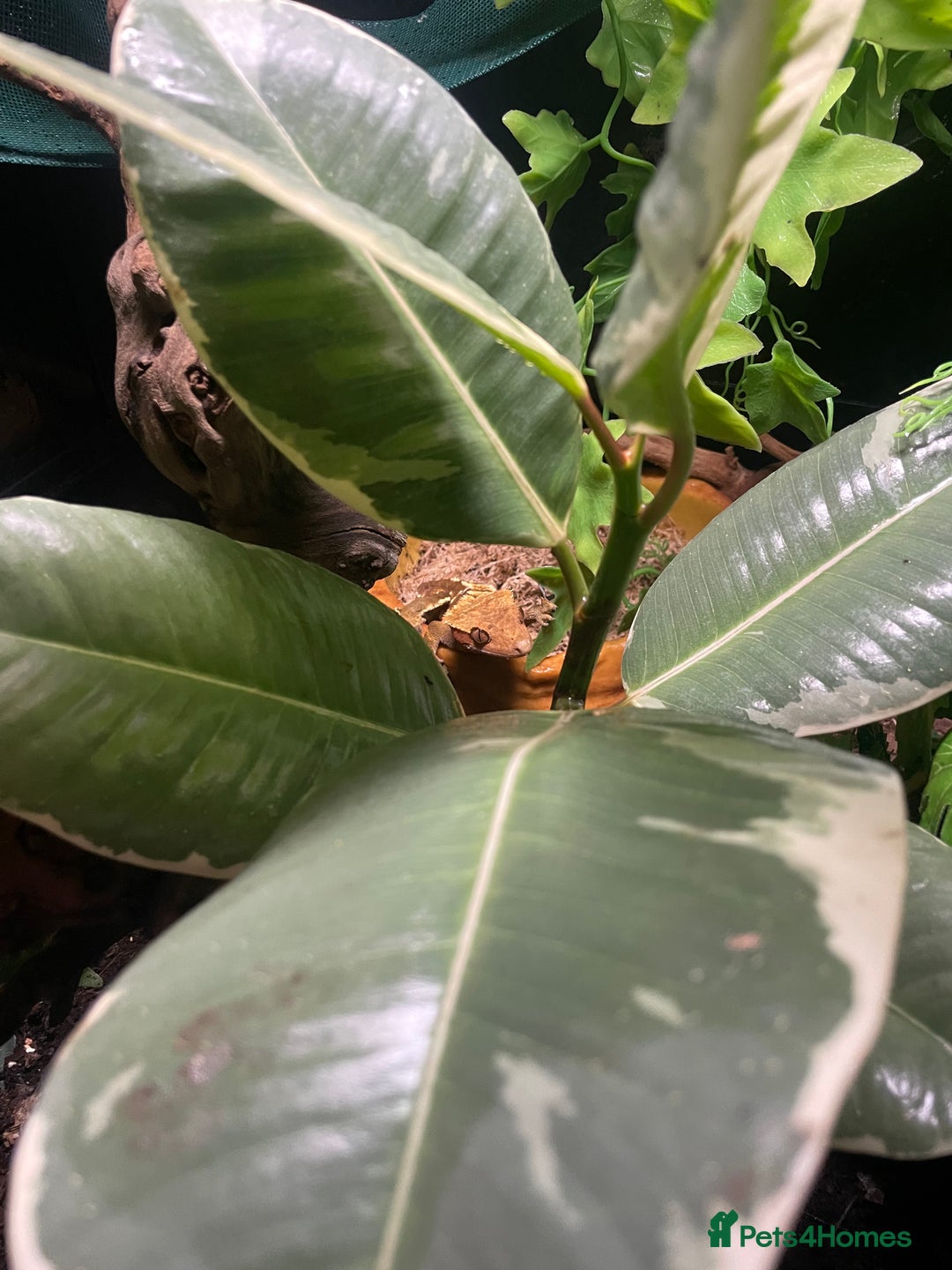 Gecko reptiles for sale: 2 crested geckos & 2 gargoyle geckos with setups - Image 12