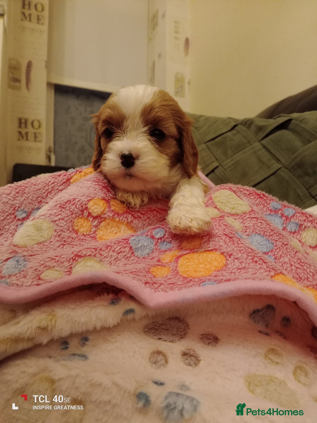Cavapoo dogs for sale: A stunning litter of cavapoo beautiful costs  - Image 27