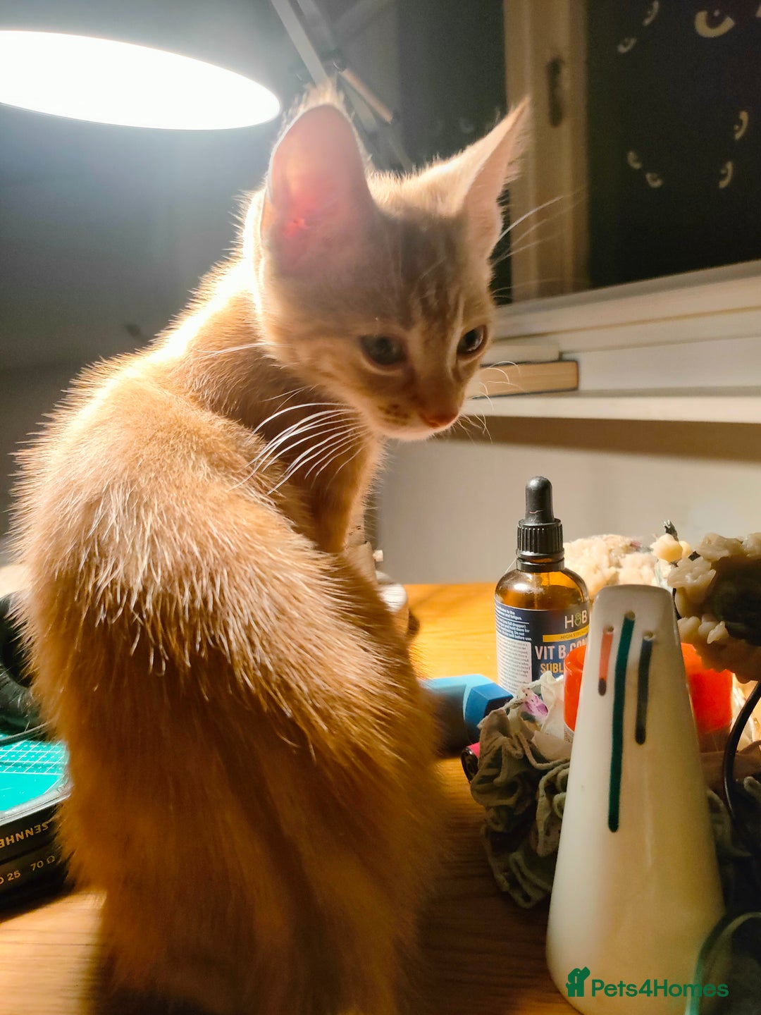 Domestic Shorthair cats for sale: Last of the litter ginger kitten ready to go - Image 5