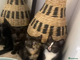 Mixed Breed cats Lovely litter of kittens for sale - Advert 1