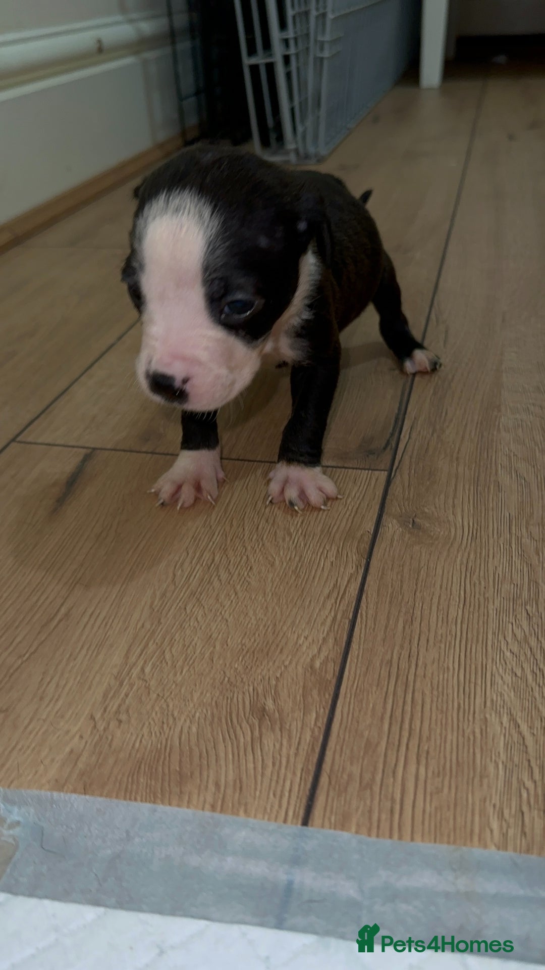 Cane Corso dogs for sale: Cane Corso Puppies for Sale - Image 2