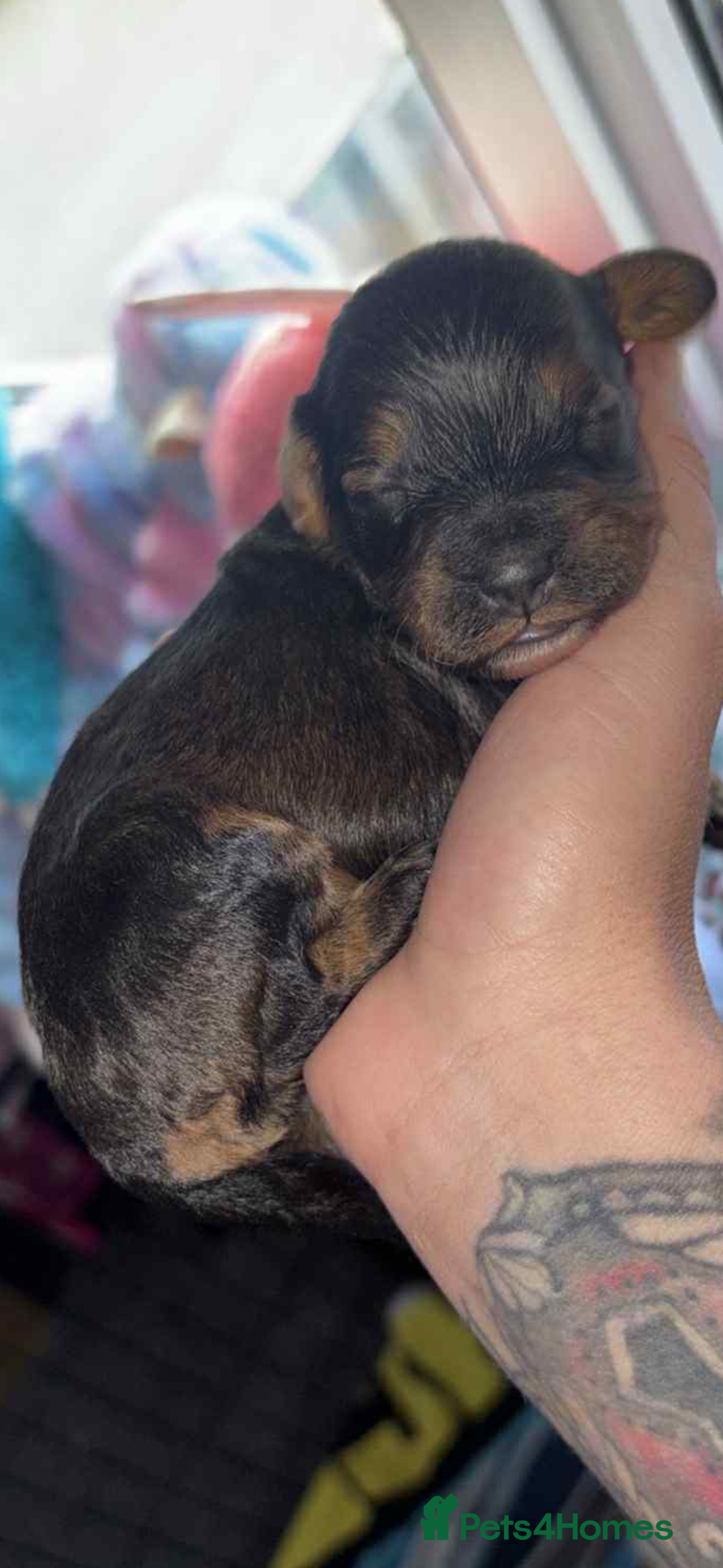 Cockapoo dogs for sale: Gorgeous cockapoo puppies  - Advert 10