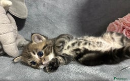 Mixed Breed cats for sale: Ragdoll mixed kittens Grey. Tabby. Speckled. Black - Advert 18