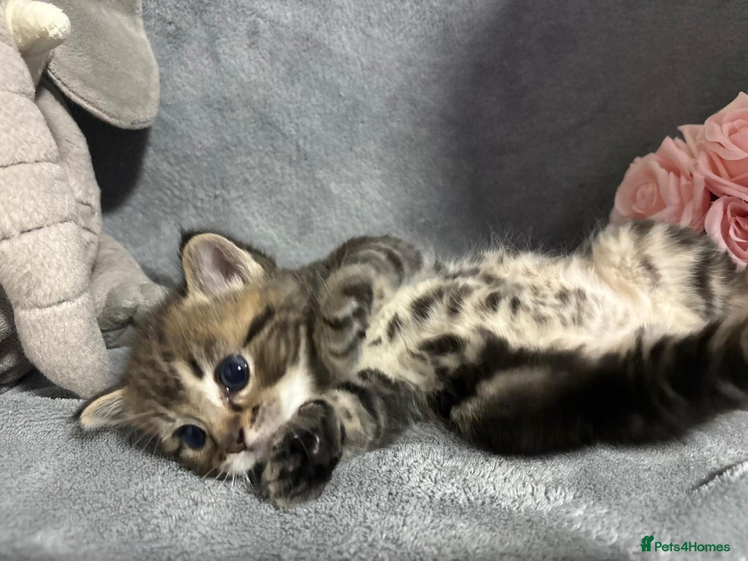 Mixed Breed cats for sale: Ragdoll mixed kittens Grey. Tabby. Speckled. Black - Advert 18