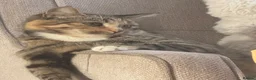 Mixed Breed cats for sale: 5 beautiful kittens for new homes - Advert 3