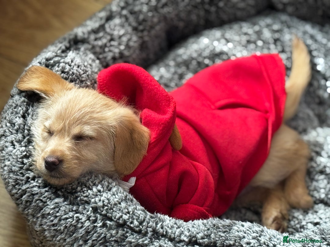 Mixed Breed dogs for sale: Lovely small Golden Retriever mixed-breed puppy  - Advert 4