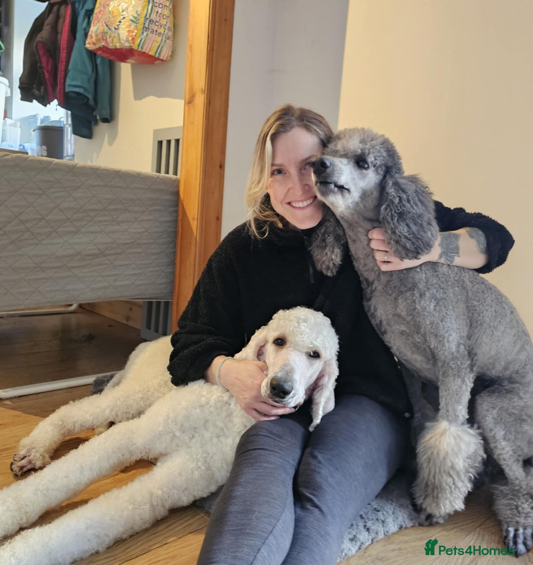 Bernedoodle dogs for sale: Tri F1 Bernedoodle pups expected  - Advert 3