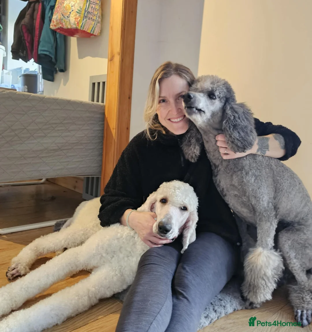 Bernedoodle dogs for sale: All currently reserved! Quality F1Bernedoodle pups - Advert 14