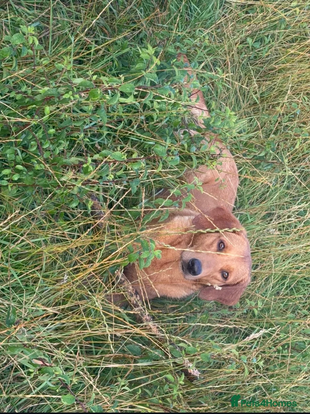 Goldador dogs for sale: BORN FROM HIP, ELBOW AND DNA PERFECT PARENTS - Advert 28