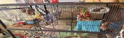 Rat rodents for sale: 4 friendly female rats, cage , accessories  - Advert 9