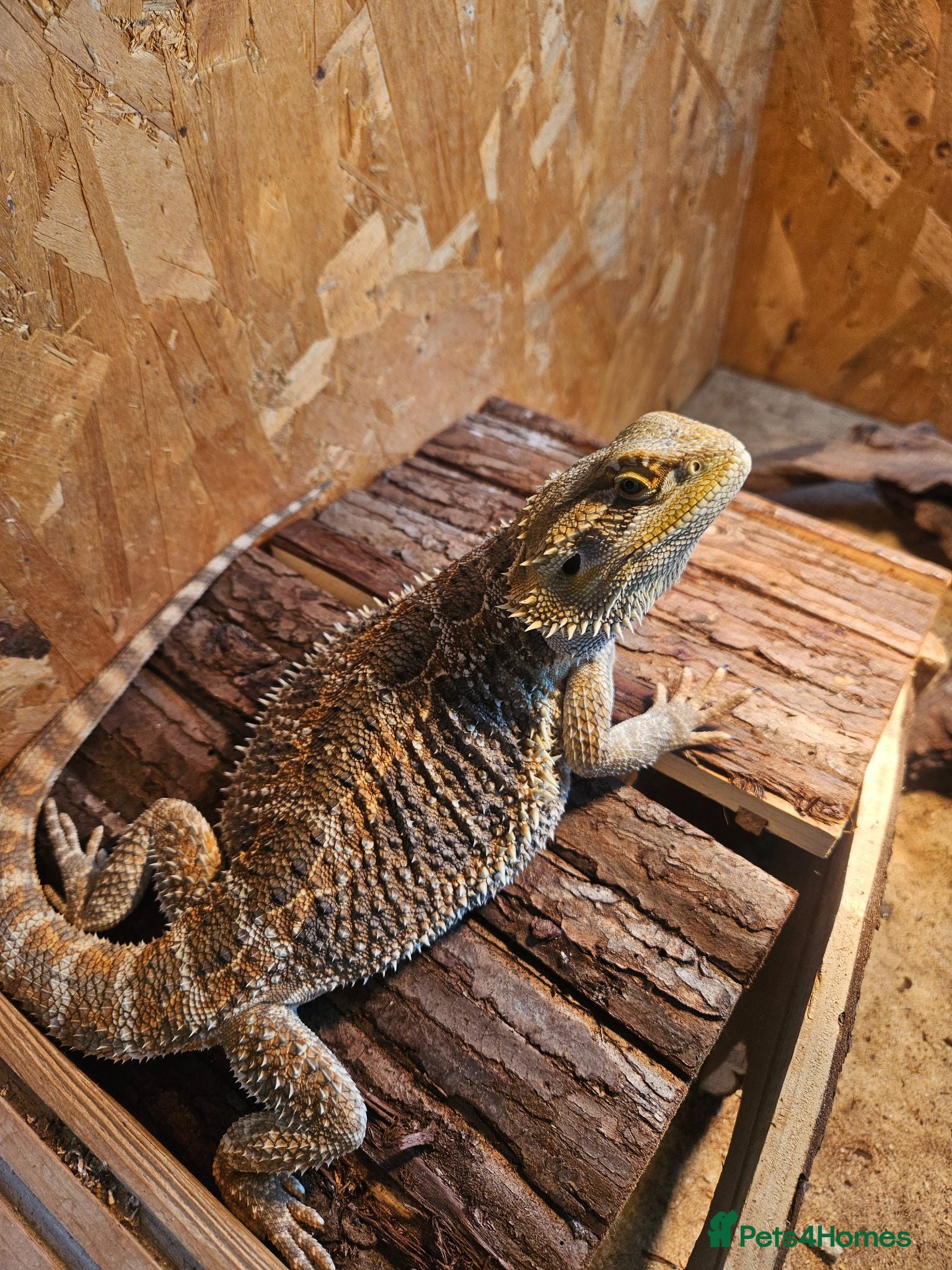 Bearded Dragon reptiles Bearded Dragon - Advert 2