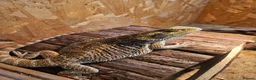 Bearded Dragon reptiles for sale: Bearded Dragon in Moreton-in-Marsh - Advert 1