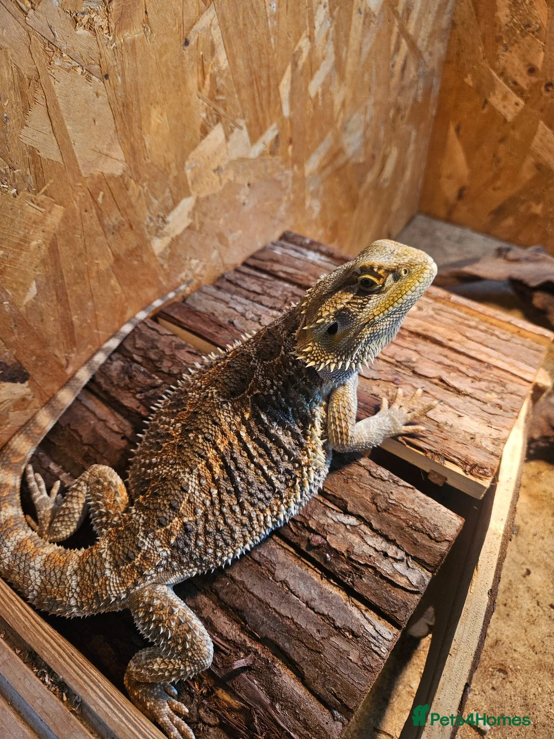 Bearded Dragon reptiles for sale: Bearded Dragon in Moreton-in-Marsh - Advert 1