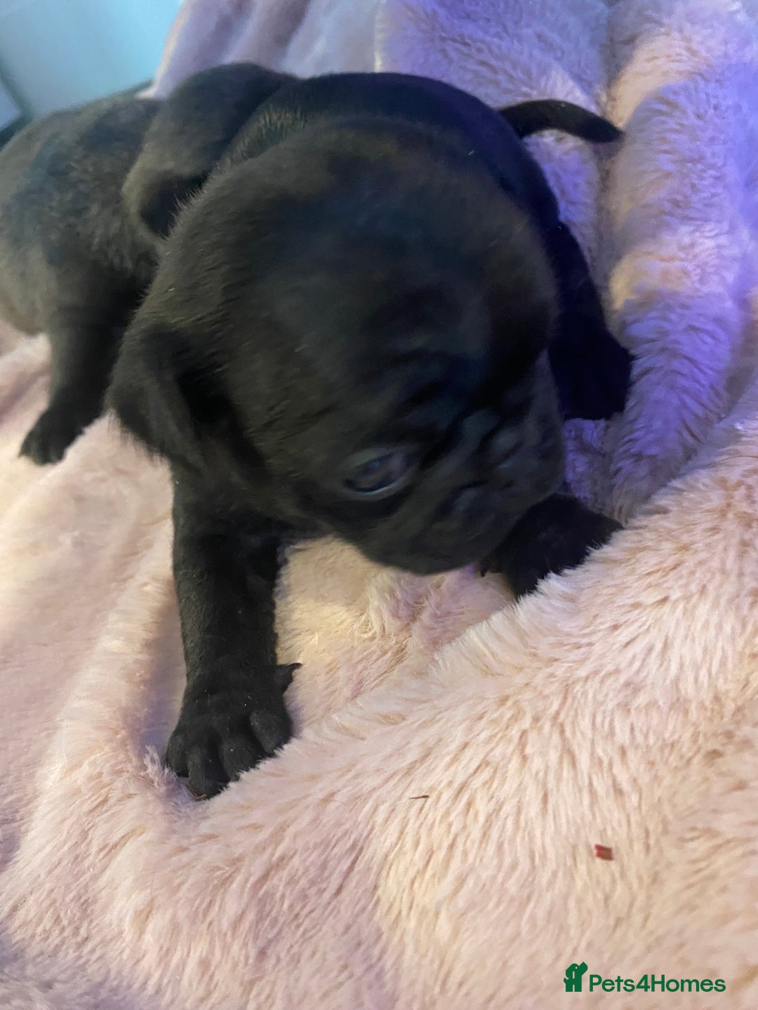 Pug dogs for sale: 💓 PUG BABIES 💓  - Advert 7