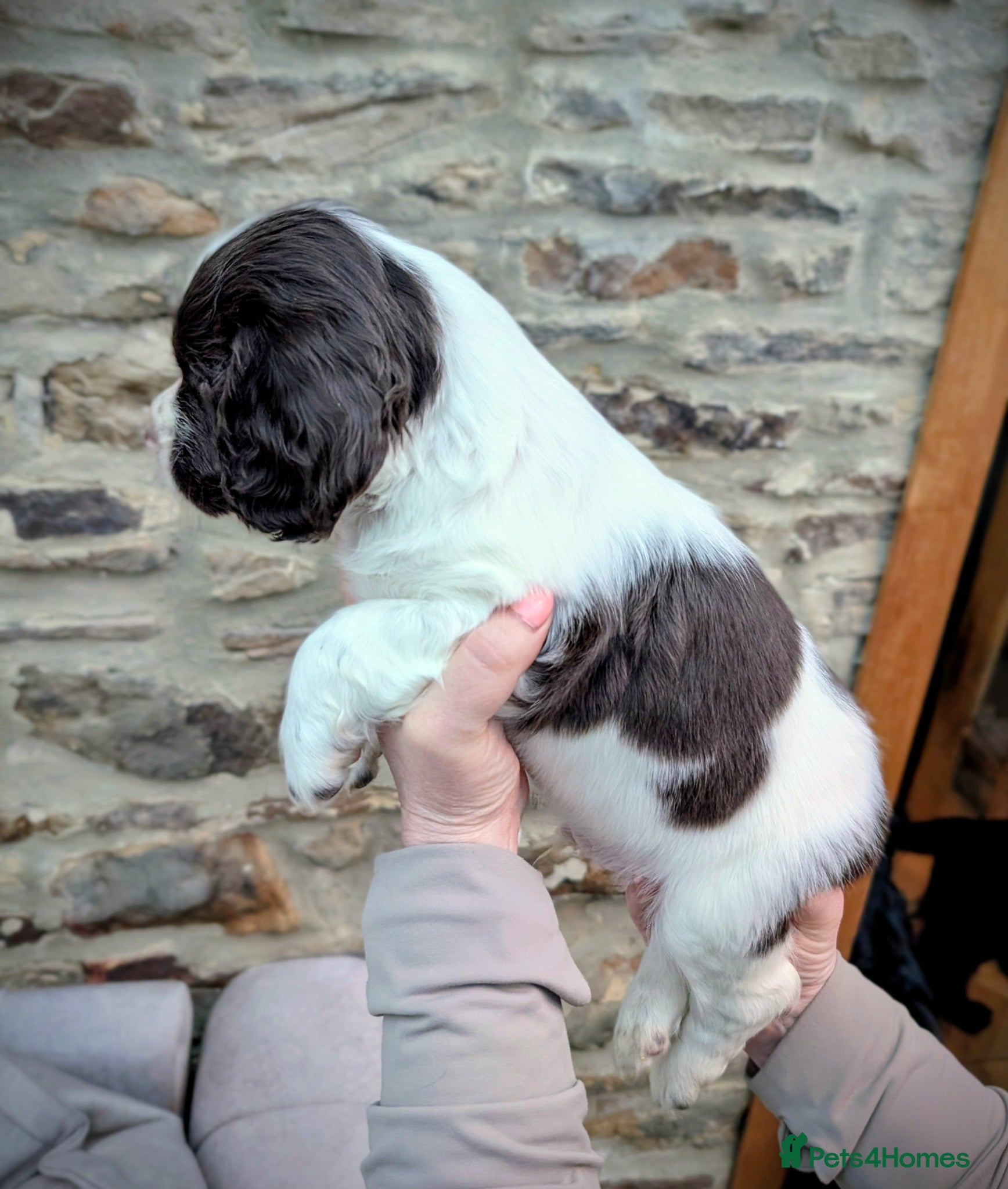 Sprocker dogs Sprockers  - Advert 2