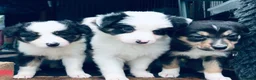 Border Collie dogs for sale: Beautiful Border Collie Puppies Classic Tricolour - Advert 7