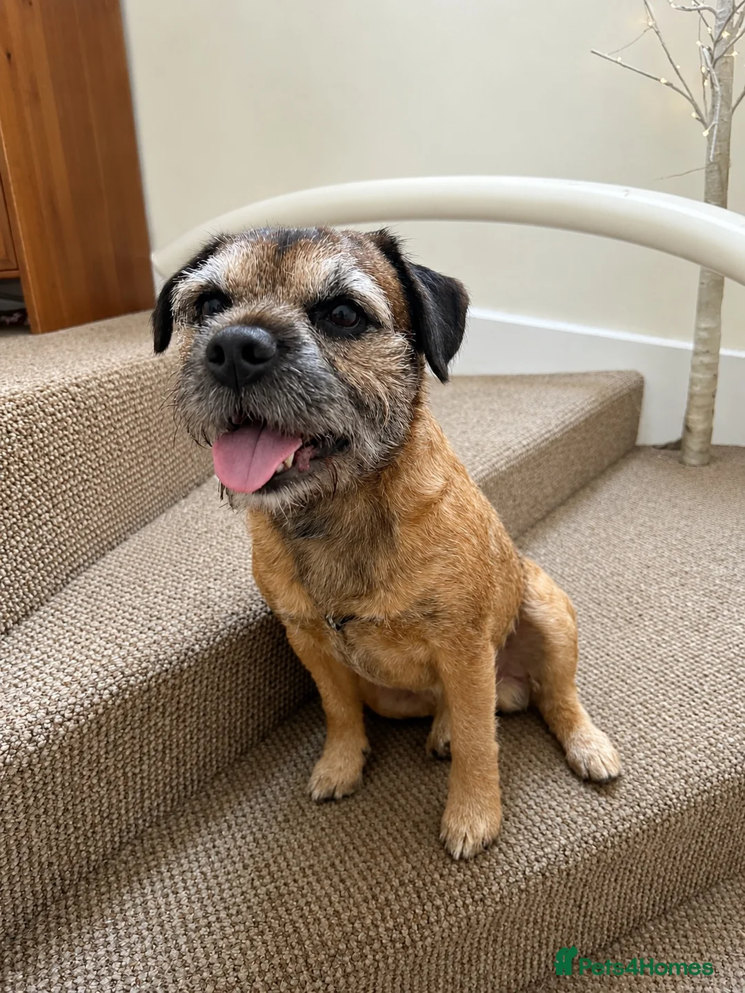 Mixed Breed dogs for sale: Border terrier X Patterdale terrier *Puppies due* - Advert 7