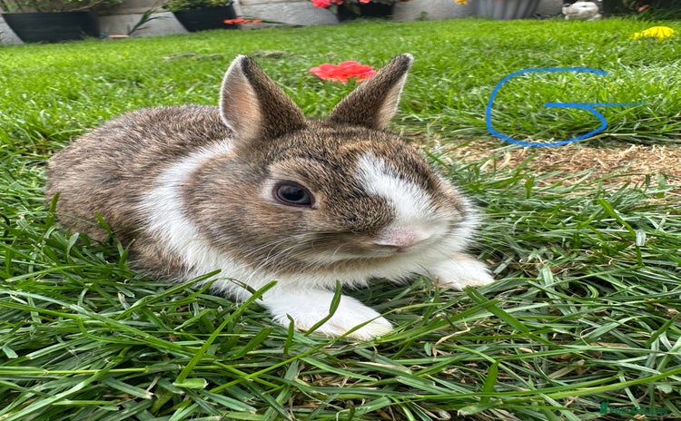 Netherland Dwarf rabbits - Advert 4