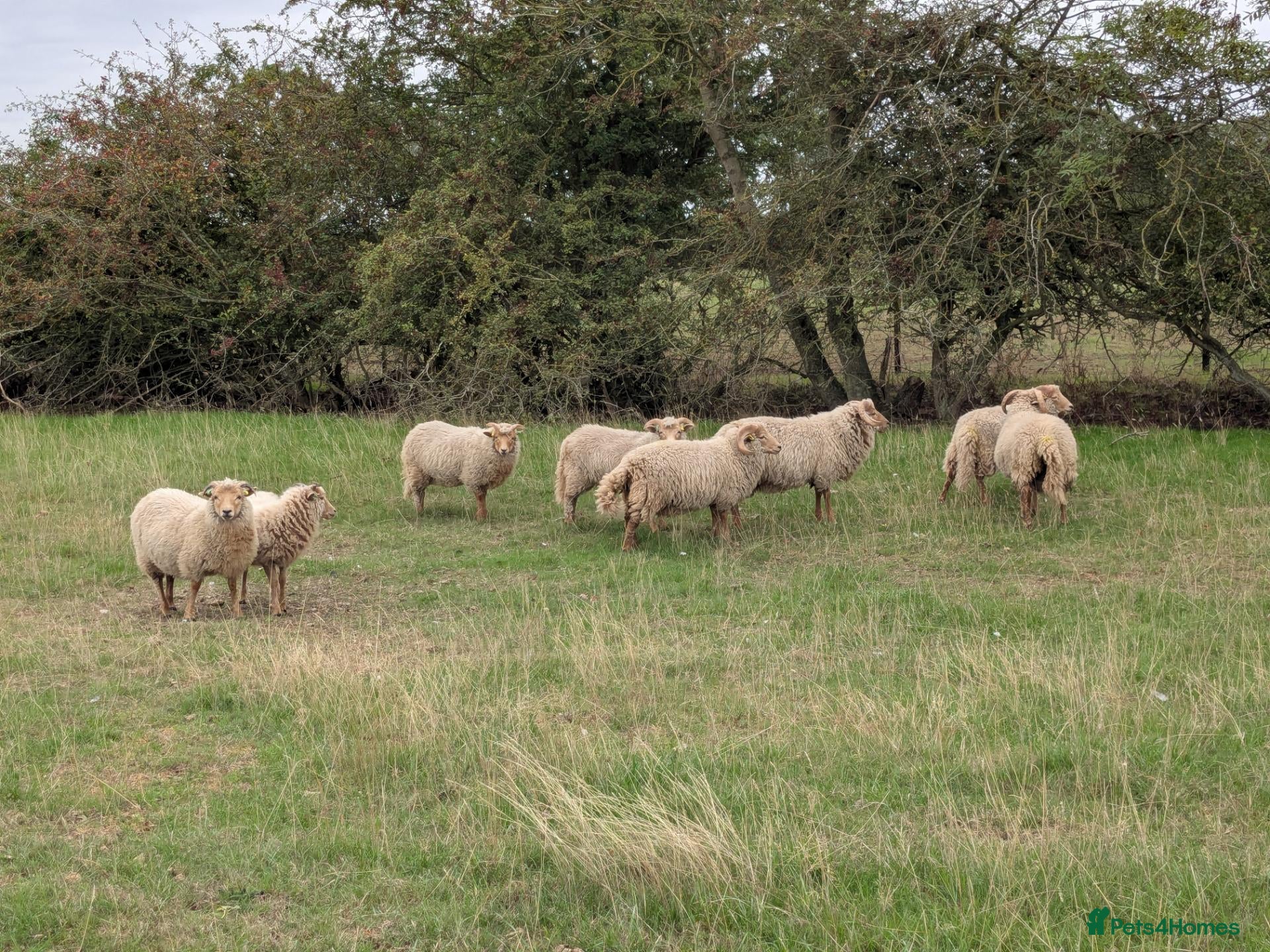 Sheep livestock Portland sheep ewe and ram lambs - Advert 1