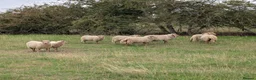 Sheep livestock for sale: Portland sheep ewe and ram lambs in Retford - Advert 1