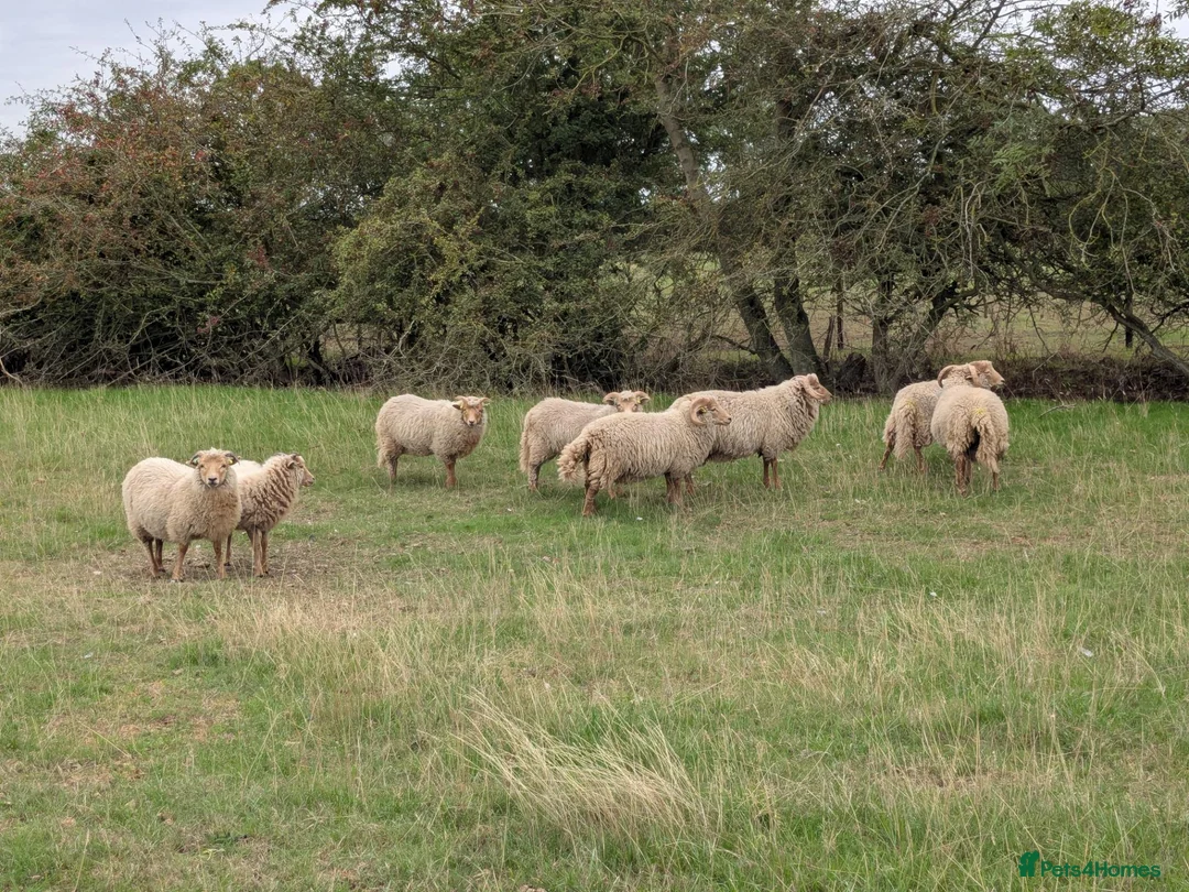 Sheep livestock for sale: Portland sheep ewe and ram lambs in Retford - Advert 1