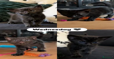 Mixed Breed cats - Advert 7