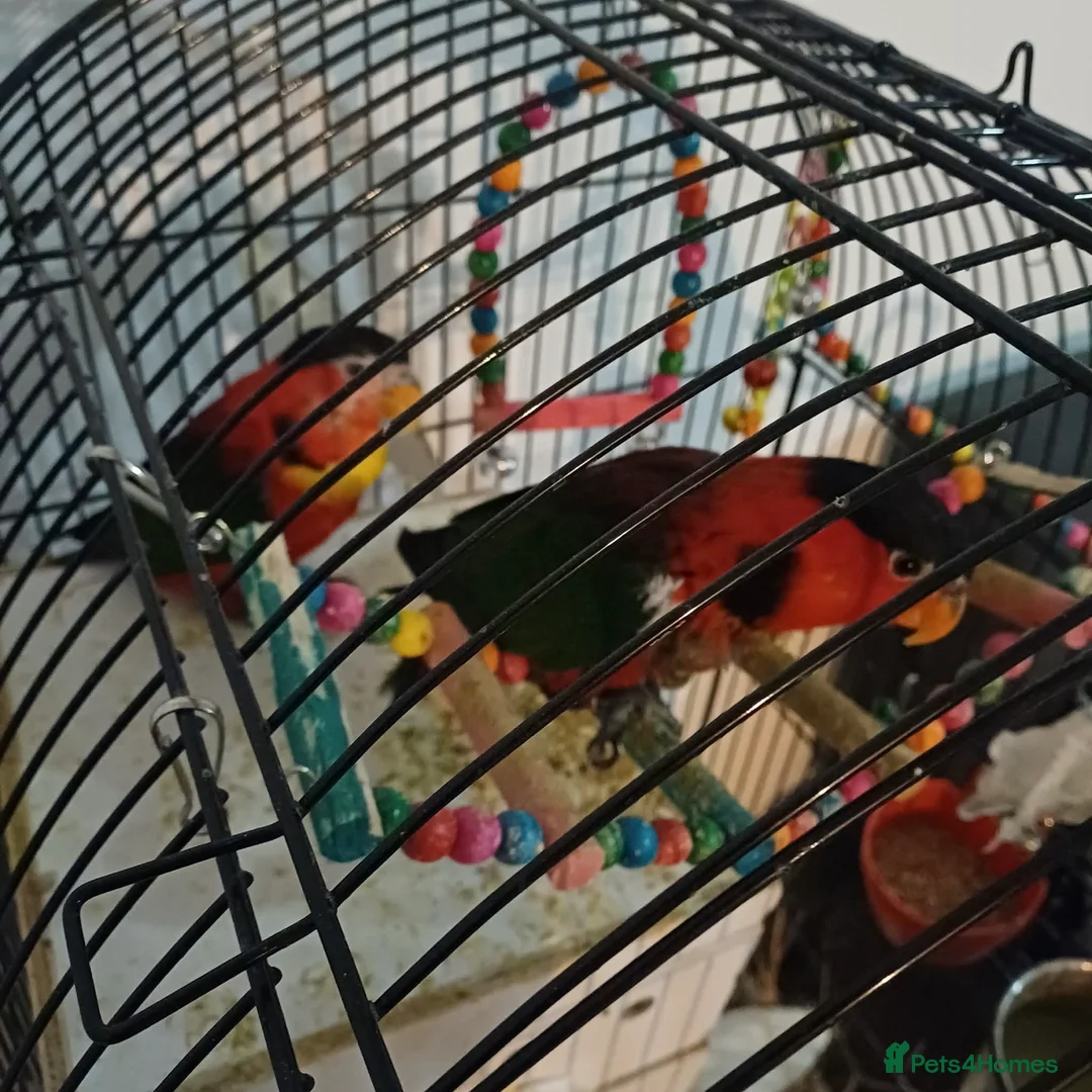 Lorikeets birds for sale: Pair of black capped lorikeets - Advert 2