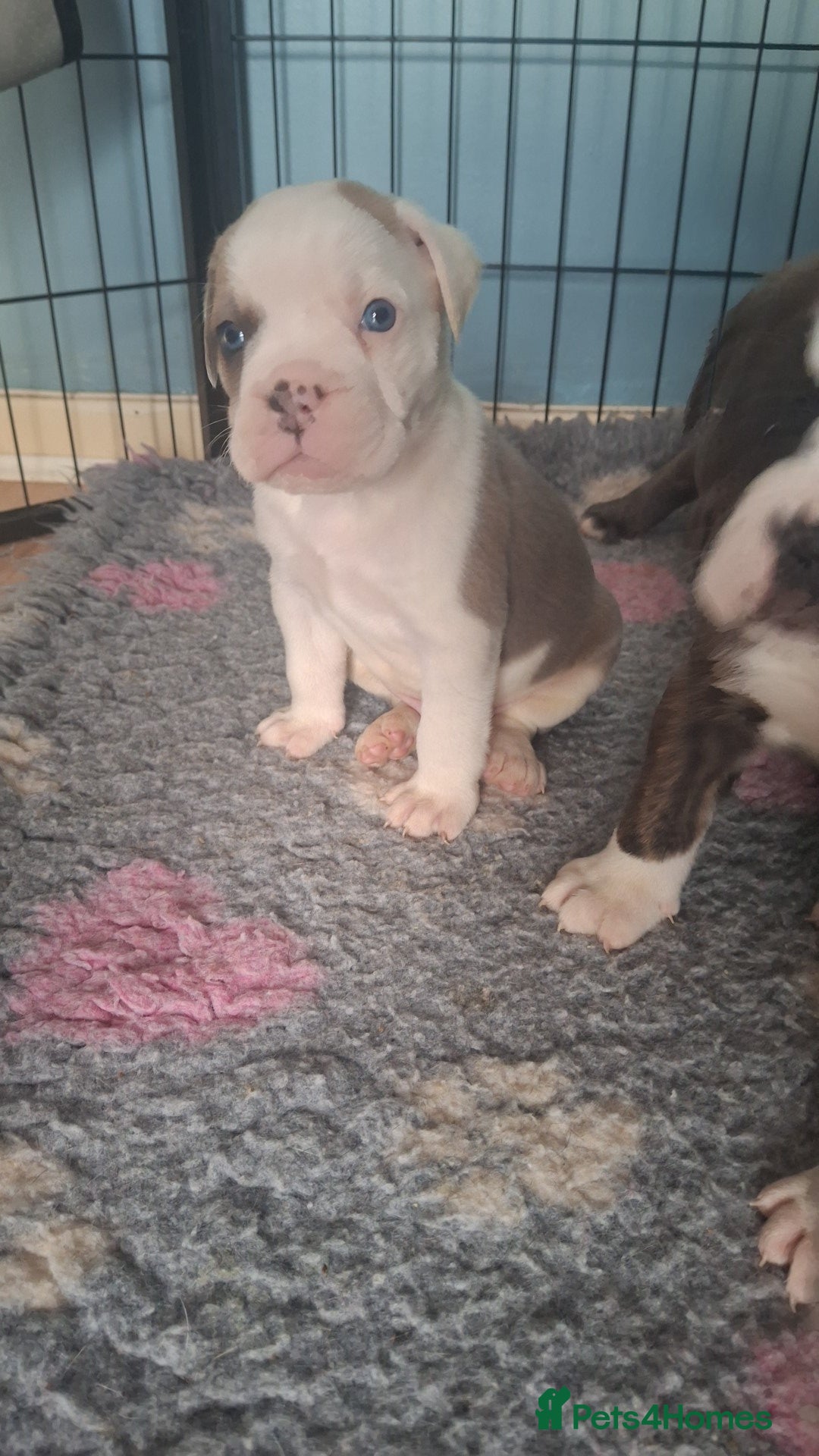 Mixed Breed dogs for sale: Old tyme x puppys  - Advert 15