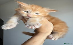 Maine Coon cats for sale: Ready for reservation 🥰 - Image 14