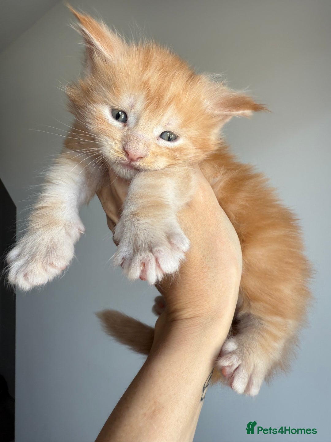 Maine Coon cats for sale: Ready for reservation 🥰 - Image 14