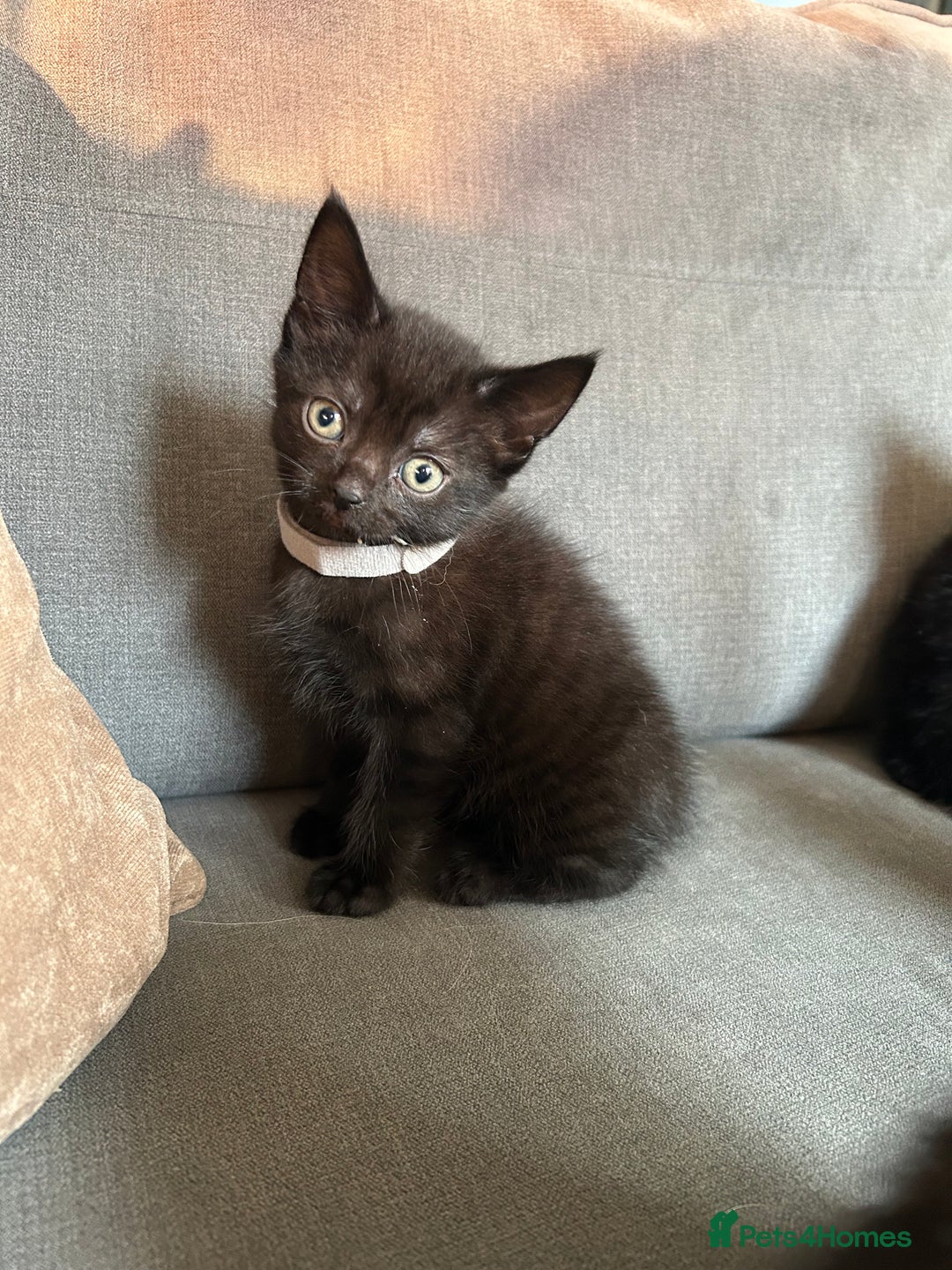 Domestic Shorthair cats for sale: Beautiful black kittens.  - Image 2