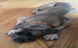 Cane Corso dogs for sale: Male Cane Corso - Image 8