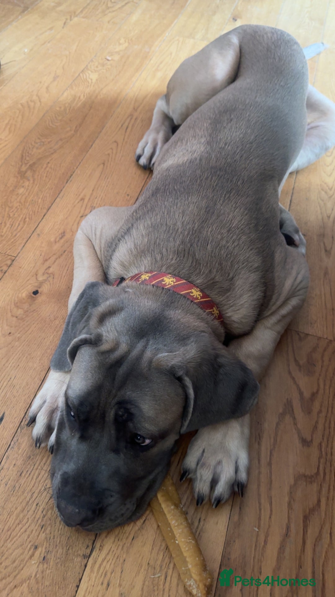 Cane Corso dogs for sale: Male Cane Corso - Image 8