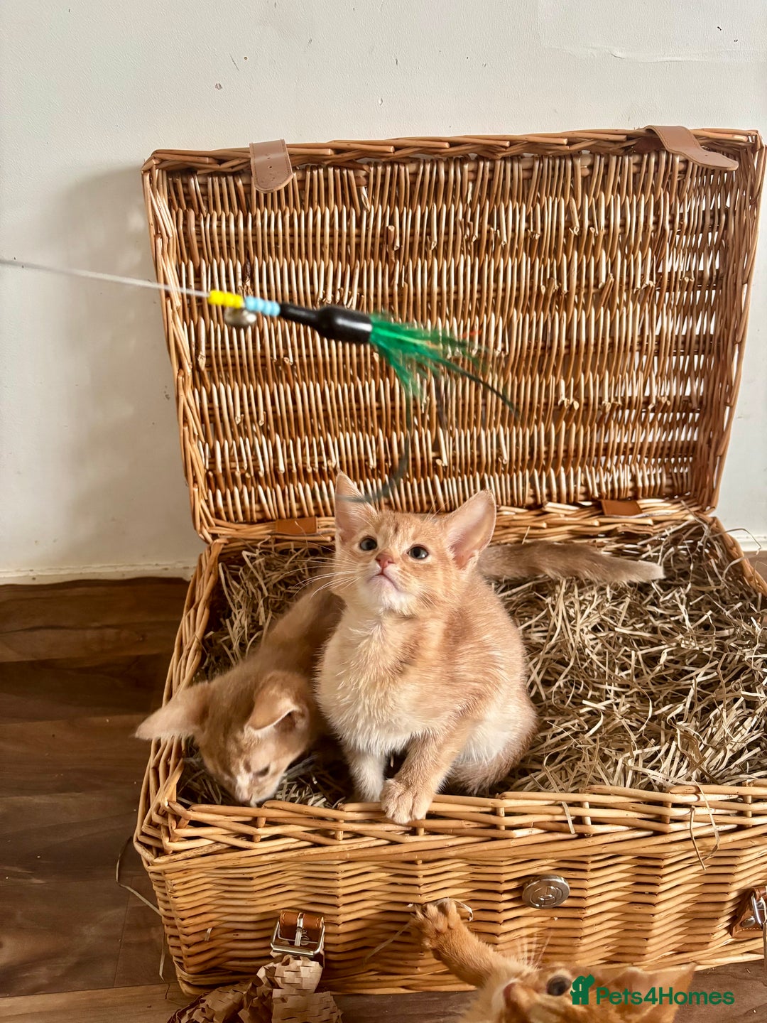 Abyssinian cats for sale: Pure pedigree Tica registered Abyssinian kittens  - Advert 31