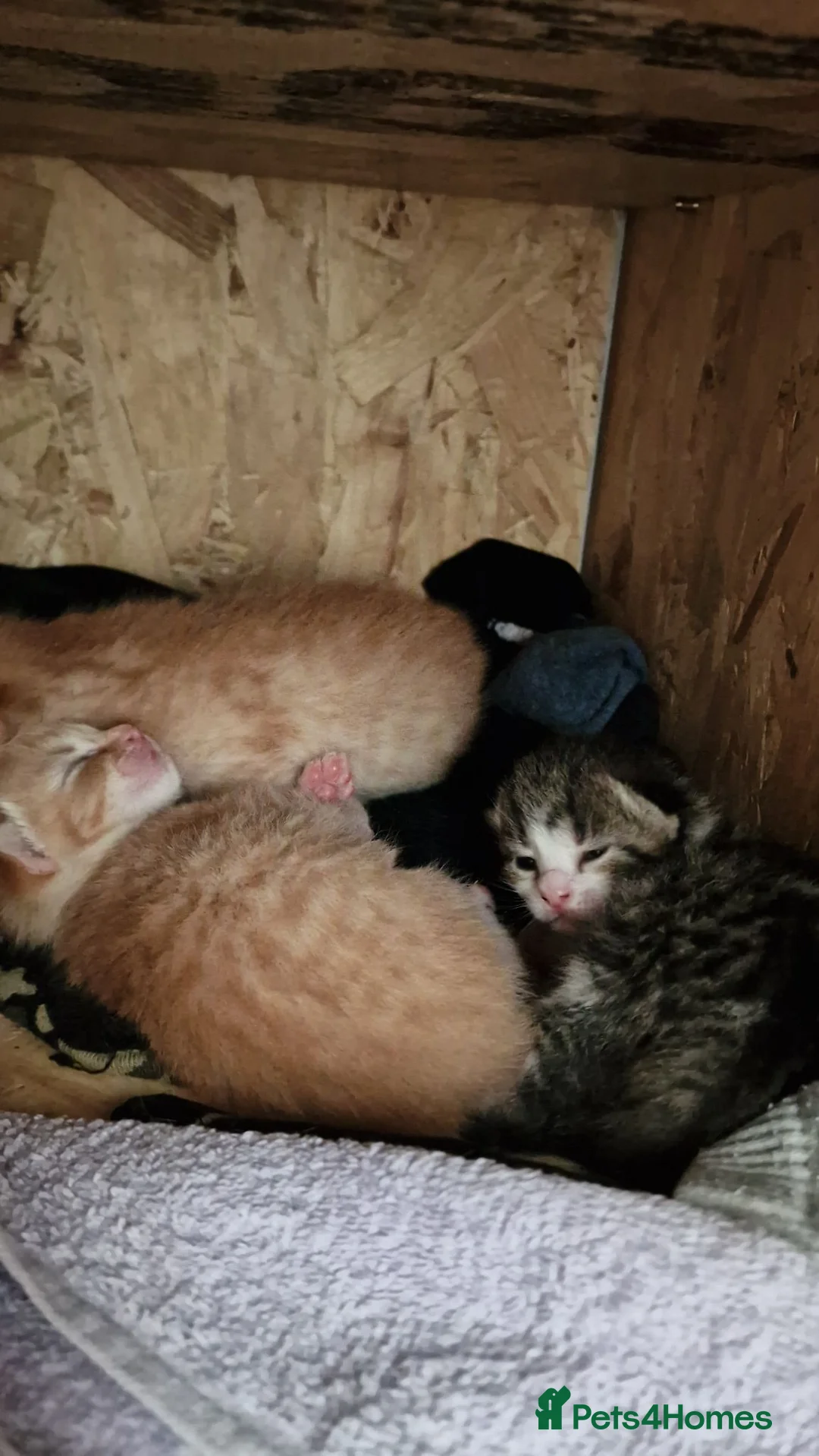 Mixed Breed cats for sale: Lovely mixed grey kitten - Advert 12