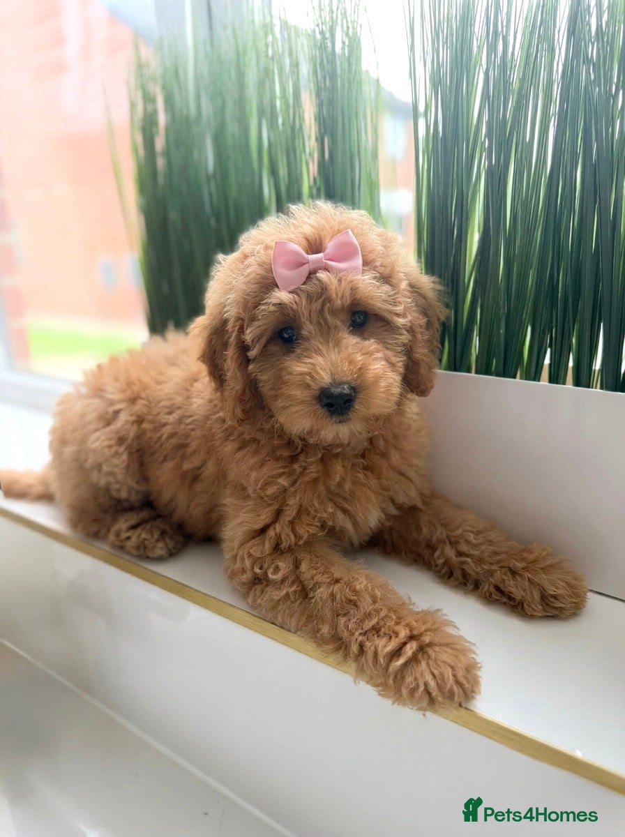 Australian Labradoodle dogs 🐶 Ready for their forever homes 🐶 - Advert 7