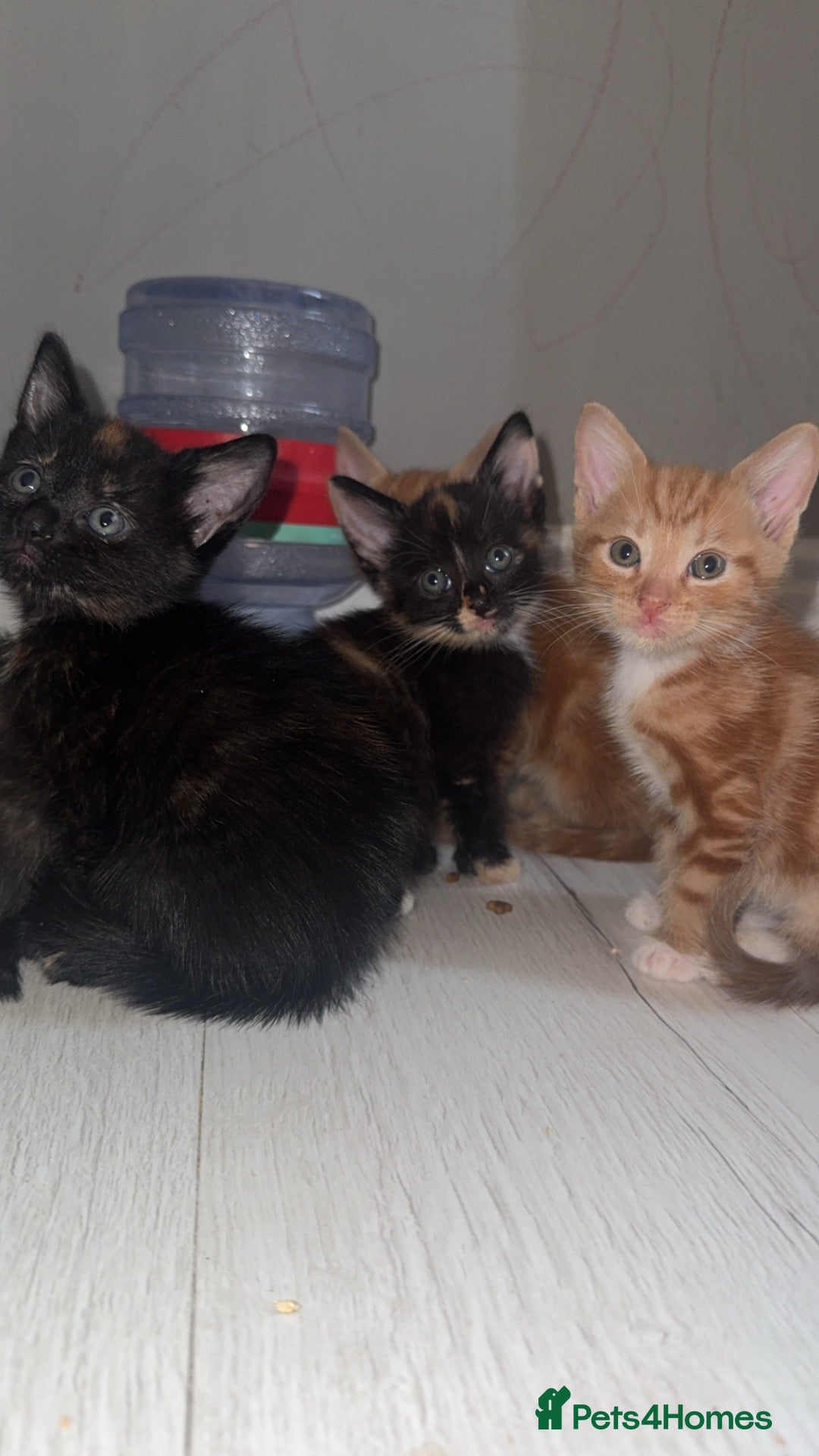 Mixed Breed cats Mixed kittens half ragdoll - Advert 17
