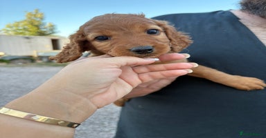 Cockapoo dogs - Advert 2