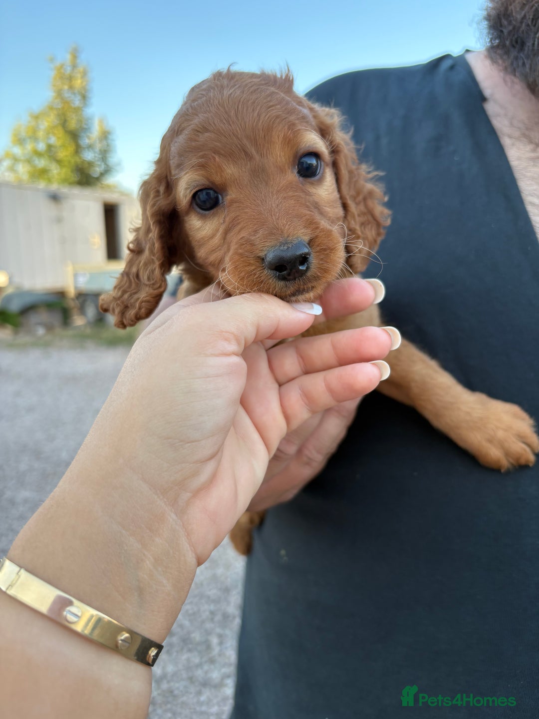 Cockapoo dogs for sale: Cockpoo Puppys  - Image 3